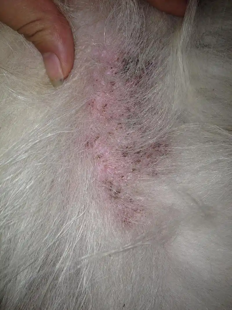 看到狗狗腿上出了这个,赶紧把这个部位的毛剪了,这是怎么了,刚驱过