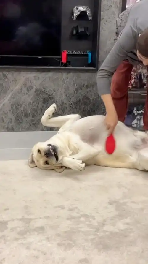 狗狗一年驱虫七八回,不如用白醋就一次