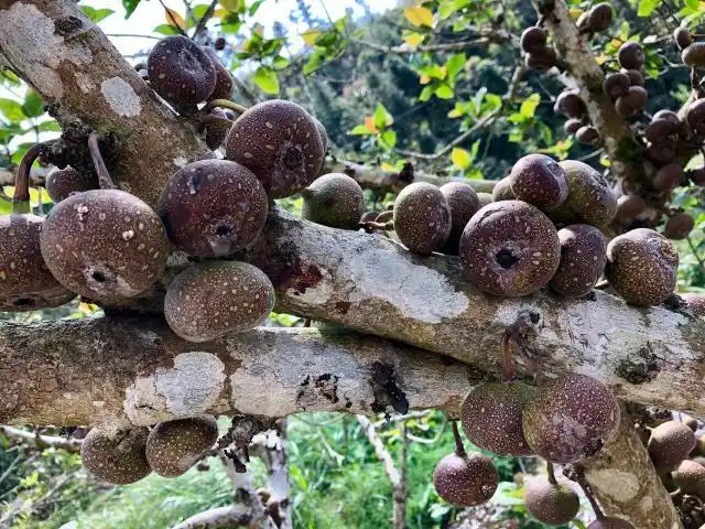 这种植物叫"牛奶树",汁液似牛奶,果实跟无花果很像,别认错了
