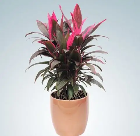 无花胜有花这一簇红迷倒无数花友观叶植物朱蕉