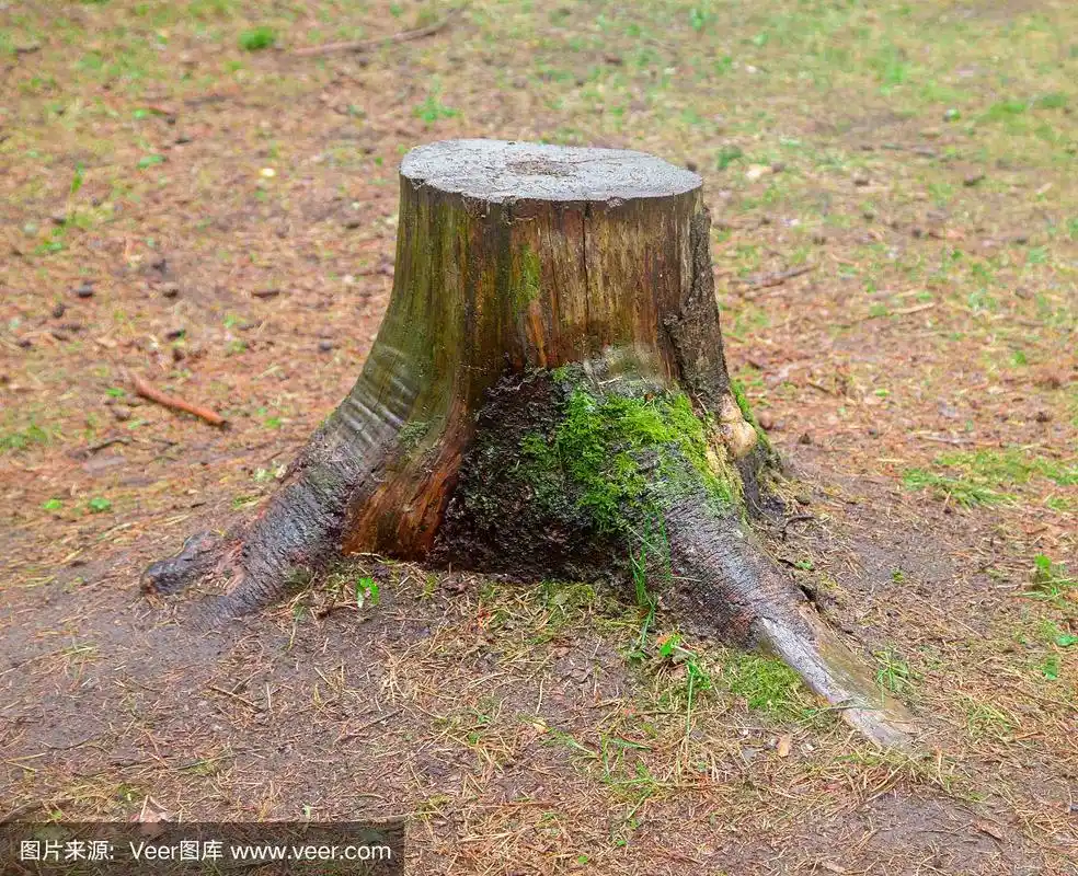 树桩照片