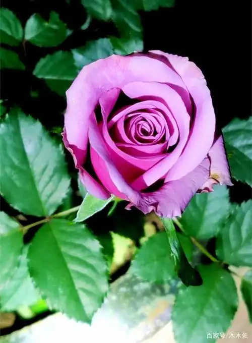 拥有沉静,高贵,成熟魅力的紫粉色月季——紫皇后