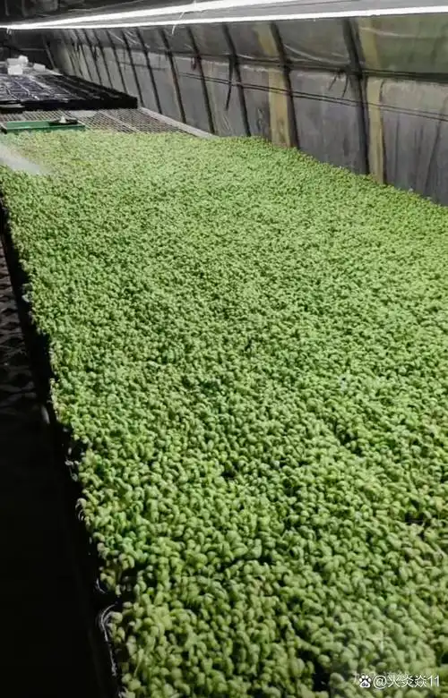 芽苗菜种植～空心菜苗真的好吃!实在太嫩了[色][大笑]