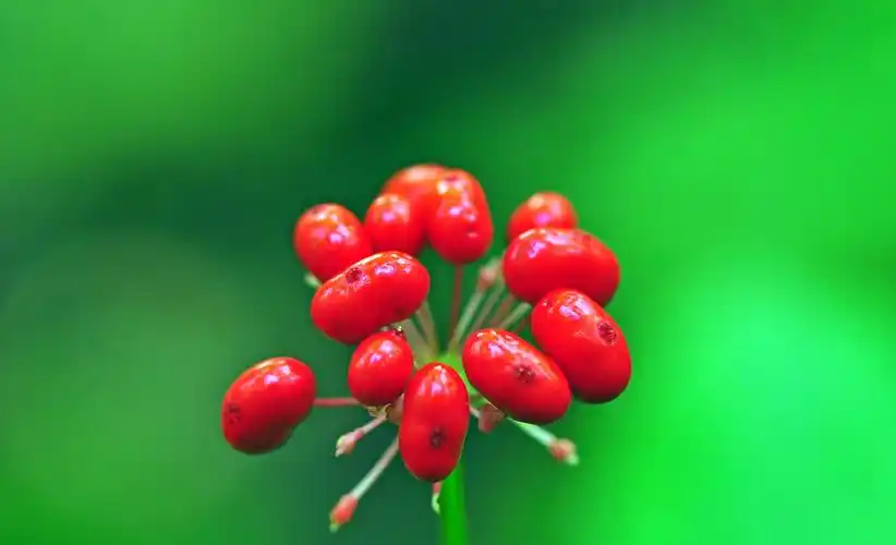 人参的故乡丹东天桥沟