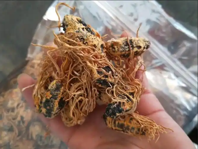 供应中药材 蛹虫草 蛹虫体虫草花 金虫草体 图片无美化 代发快递