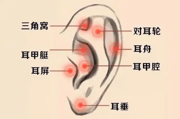 耳朵保健操揉起来73二