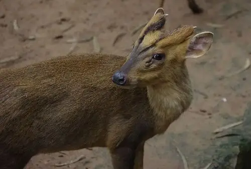 宾得kx双套头学拍黄猄