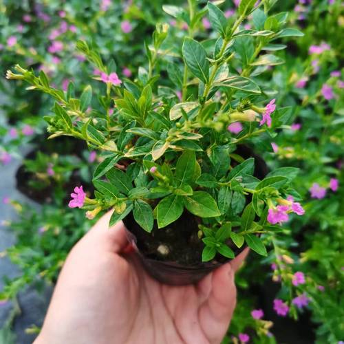 紫花满天星盆栽客厅 阳台绿植小绿植 四季常青好养易活室内植物