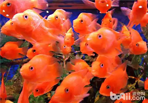 观赏鱼缸的摆放位置建议|-波奇网百科大全