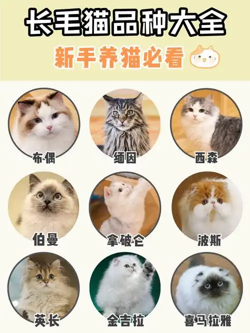 【长毛猫品种】巨好rua的长毛猫 你喜欢哪只_猫咪_布偶猫_波斯猫_英短