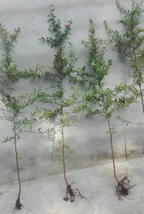 庭院花卉围墙篱笆绿篱小苗火棘苗带刺盗植物盆景盆栽绿化树苗主杆1