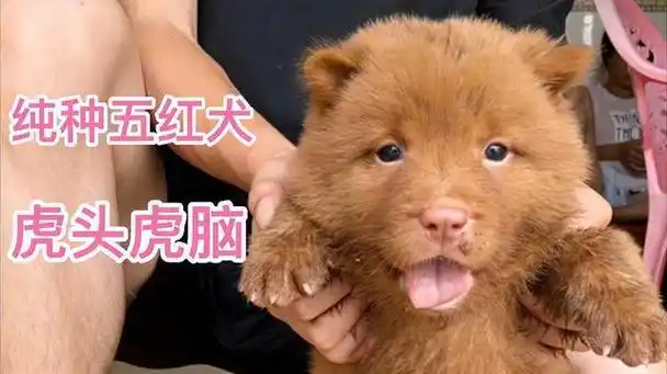 五红犬是中华田园犬中的一种,主要是以潮汕五红犬和东莞五红犬为主,这