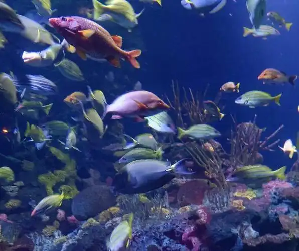 踩雷最狠的一次,上海长风海洋世界,看照片就知道里面有多敷衍