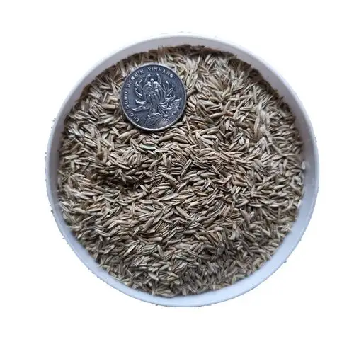 牧草种子养殖四季牛草羊草猪鸡鸭鹅鱼草草籽家庭园艺种子