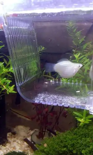 我的皮球半夜好像是生了 也没有隔离 不知道是不是