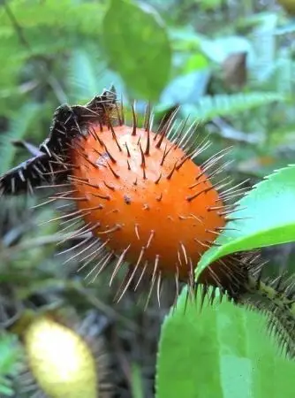 老家的刺糖梨果