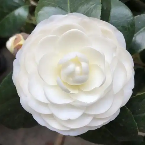 物鲜仙子 东方亮白山茶花树苗四季绿植盆栽阳台名贵花卉纯白色花水晶