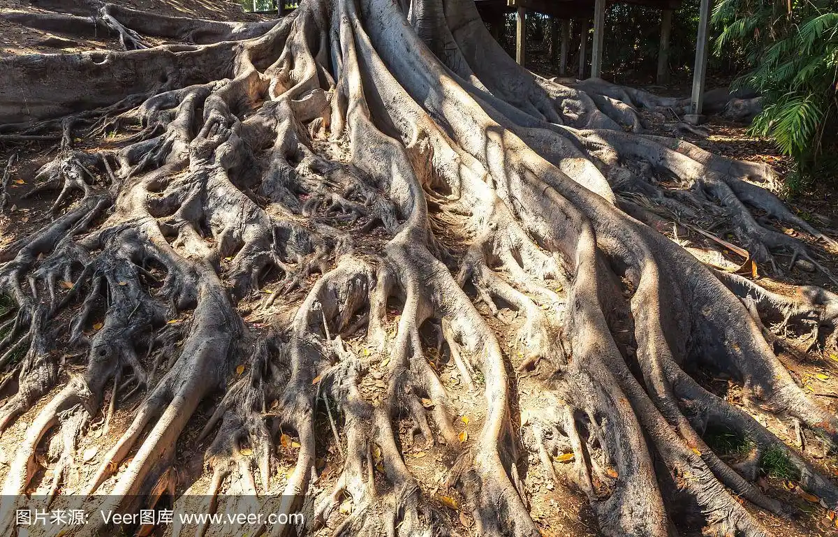 一棵老树的根的特写.