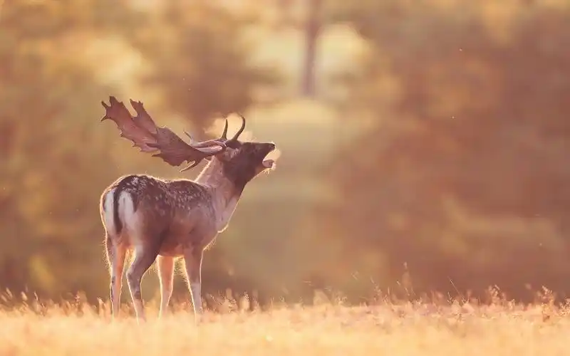 寻找鹿精灵,鹿,阳光,萌宠,森林精灵,deardeer每日精品壁纸图片