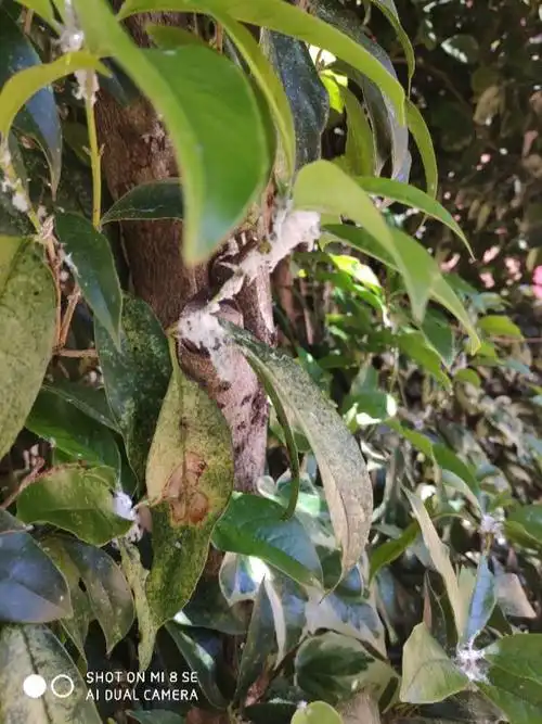 请问桂花树的长的这种虫是什么