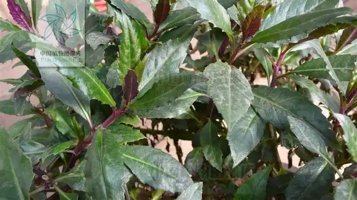 红背菜,又名观音菜,当归菜,红凤菜,观音苋,红背菜,紫背菜.菊科植物.