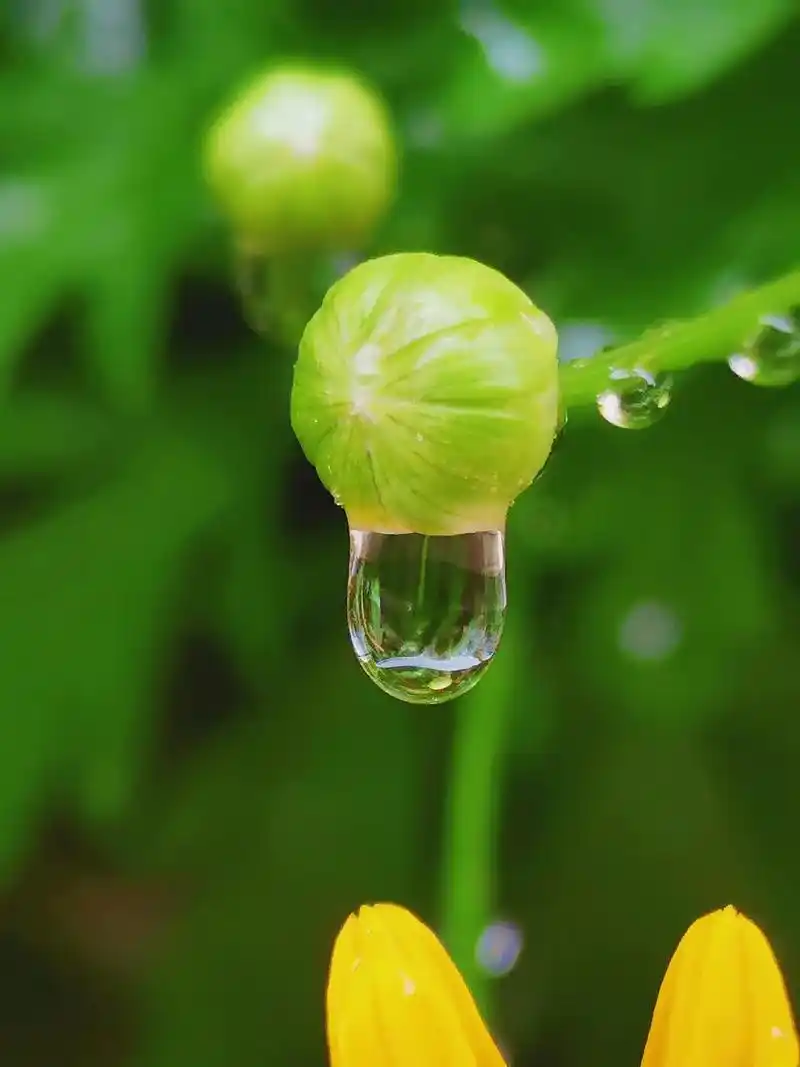 手机摄影 #水珠 #我负责拍摄分享你负责欣赏  即使生活在 - 抖音