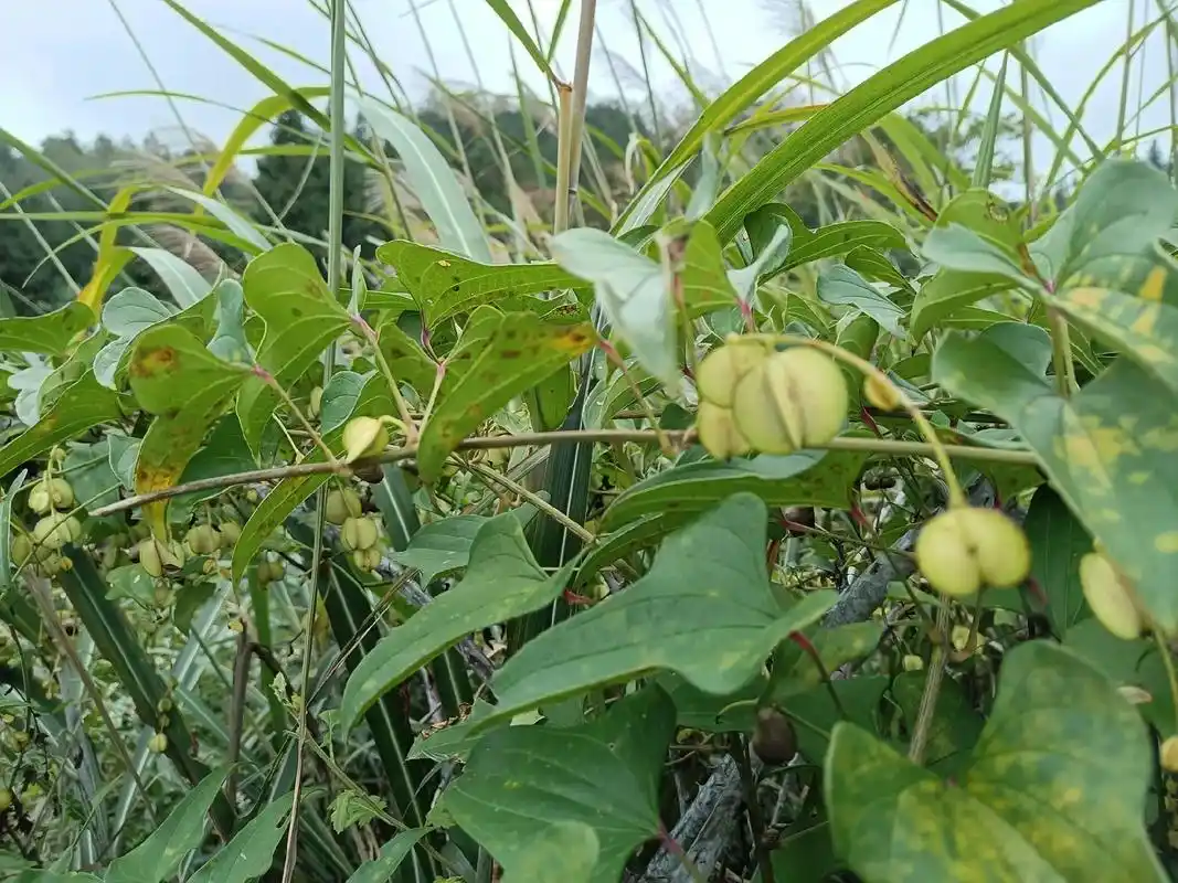 薯蓣.薯蓣(学名:dioscoreo  polystachy - 抖音