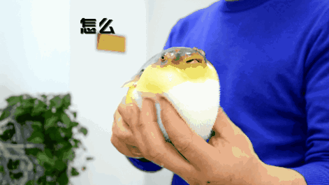 99元秒杀原价265元的河豚火锅双人餐整个天津怕是找不到第二家了老板