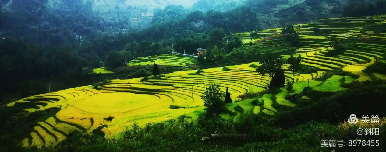 酉阳花田梯田
