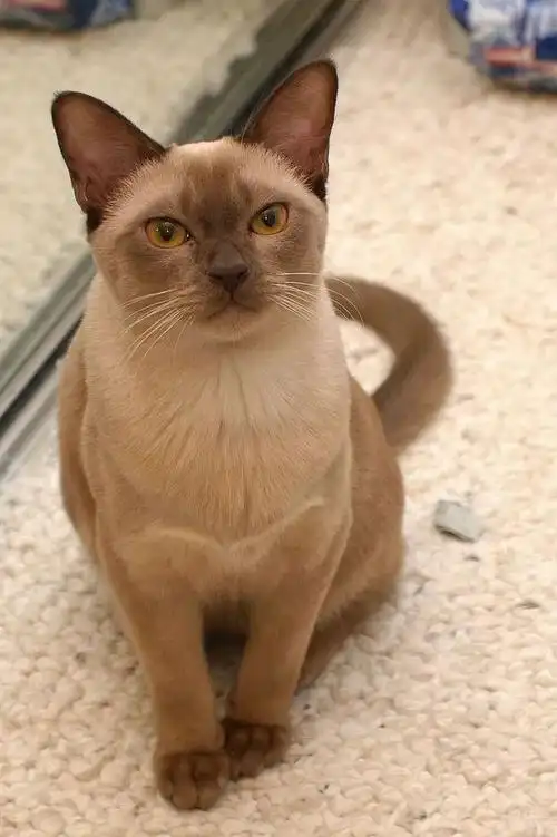 你会喜欢这只聪明,优雅,长寿且忠诚的猫吗?