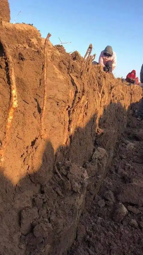 我们严格筛选垆土种植的优质山药,确保每一根山药都符合高品质标准.