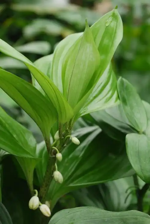 竹根七disporopsis fuscopicta