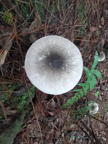 上山摘蘑菇——山美水美2019—6—30