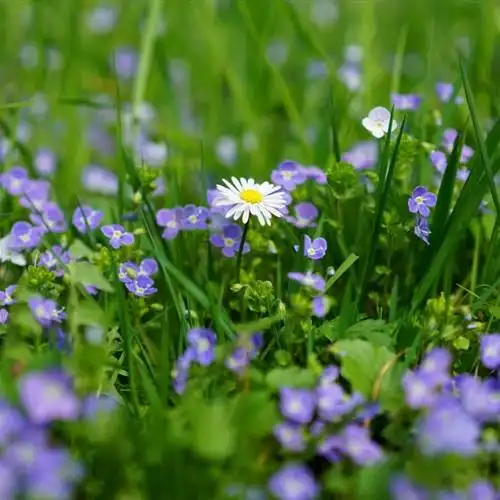 小清新花草头像绿色唯美的勿忘我做头像太美了