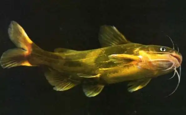 湖北黄颡鱼养殖技术_湖北农林牧渔项目合作价格-孝感水云轩特种水产