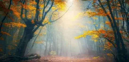 秋天是一个深情的季节,阵阵秋风是问候,片片枫叶是祝福