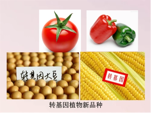 1转基因生物的安全性 课件 (共16张ppt).pptx