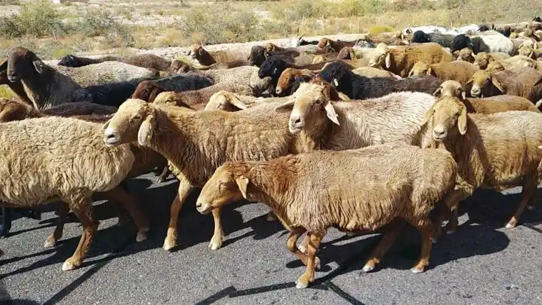 新疆塔什库尔干游记帕米尔高原上的特别风景塔吉克族牧羊人