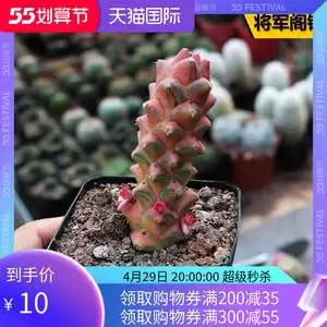 花田舍 将军阁锦多肉植物 稀有冷门趣味仙人柱办公室防辐射小盆栽