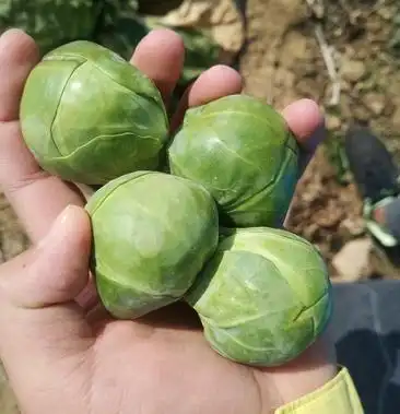 [抱子甘蓝批发]抱子甘蓝价格5.00元/斤 - 一亩田