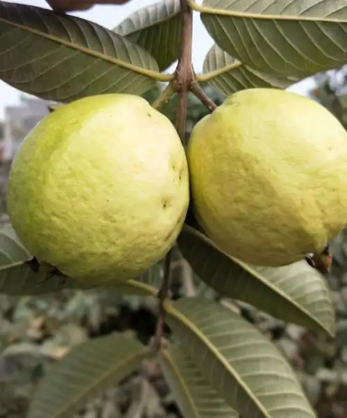 芭乐树适合哪里种植