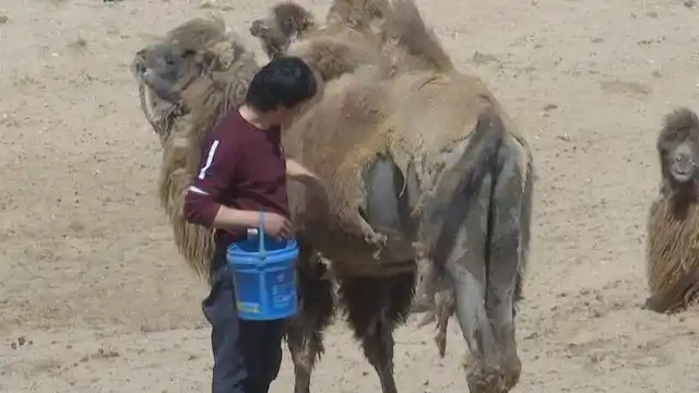 弘扬蒙古马精神·身边的榜样|敖特根巴特尔:让嘎查农