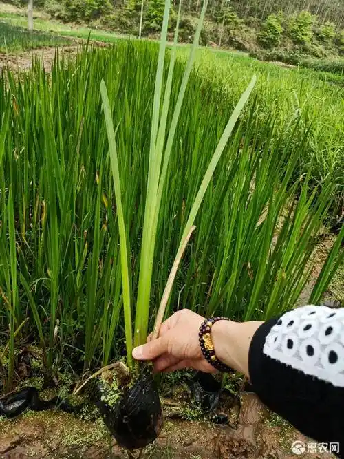 水菖蒲(水菖蒲与石菖蒲的区别作用)
