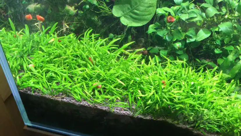 出一份迷你椒草