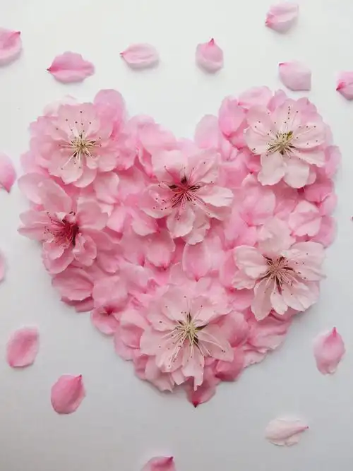 粉红色花瓣摆成的爱心图片爱心心形花瓣粉红色花瓣