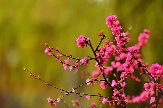 词典解释为"春天气候温暖,百花盛开",形容美丽的景色.