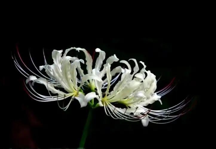 白色的曼陀罗华绽放于天堂之路,代表着不可预知的死亡和爱.