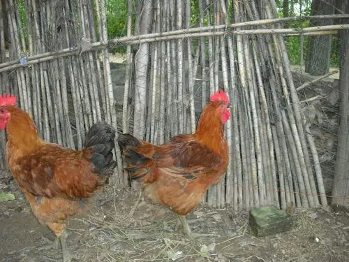 专业供应优质高成活率温氏青脚麻鸡苗