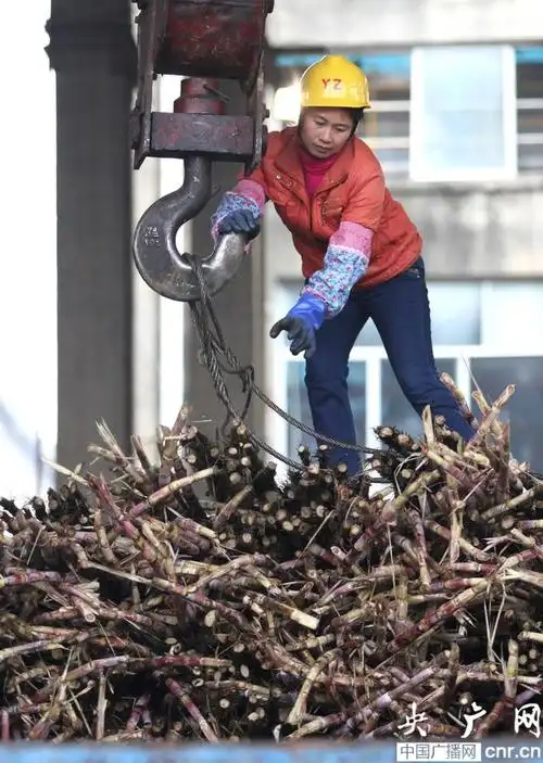 在柳州市柳城县凤山糖厂,一名女工在吊装甘蔗(央广网发 邓克轶 摄)