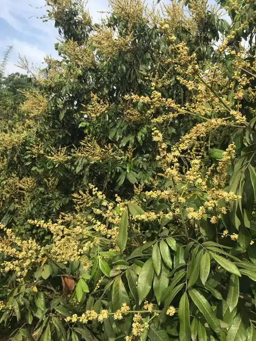 丰收在望!今年的桂圆可以放开吃了 | 泸州桂圆官网